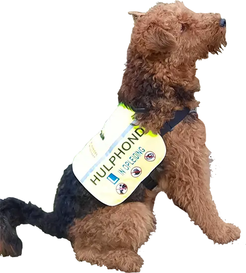 Werkhond met SDOGS hesje